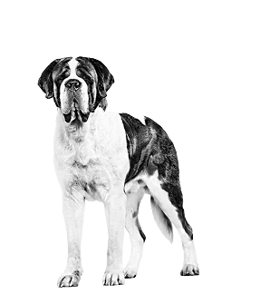 老犬。